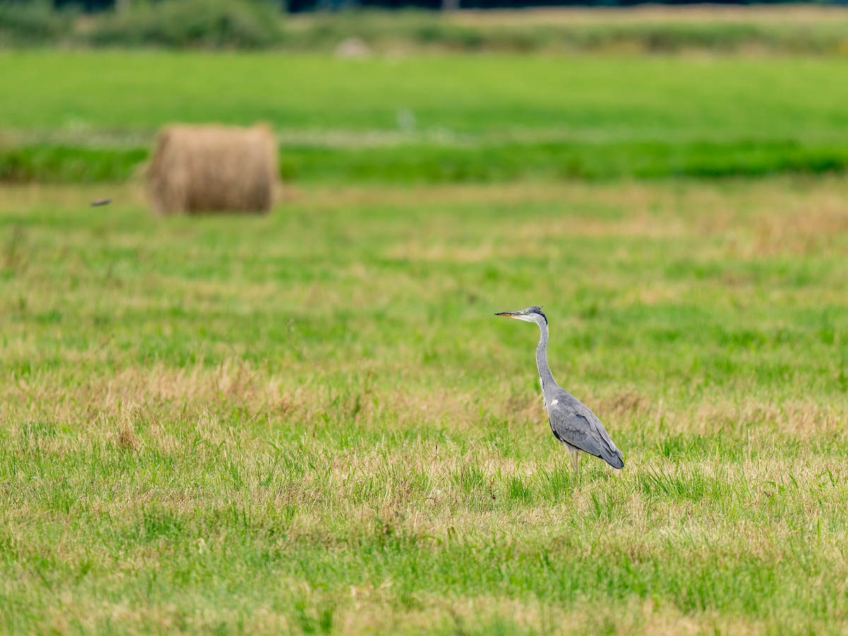 Gray Heron - ML640609631