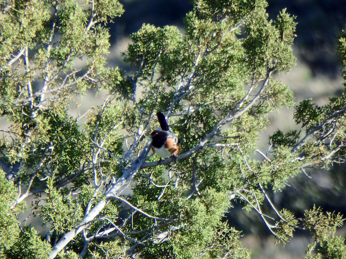 Spotted Towhee - ML640609645