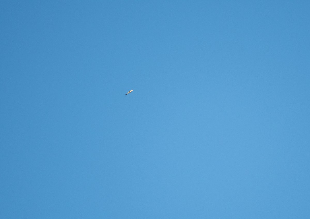 Chestnut-sided Warbler - ML640609646