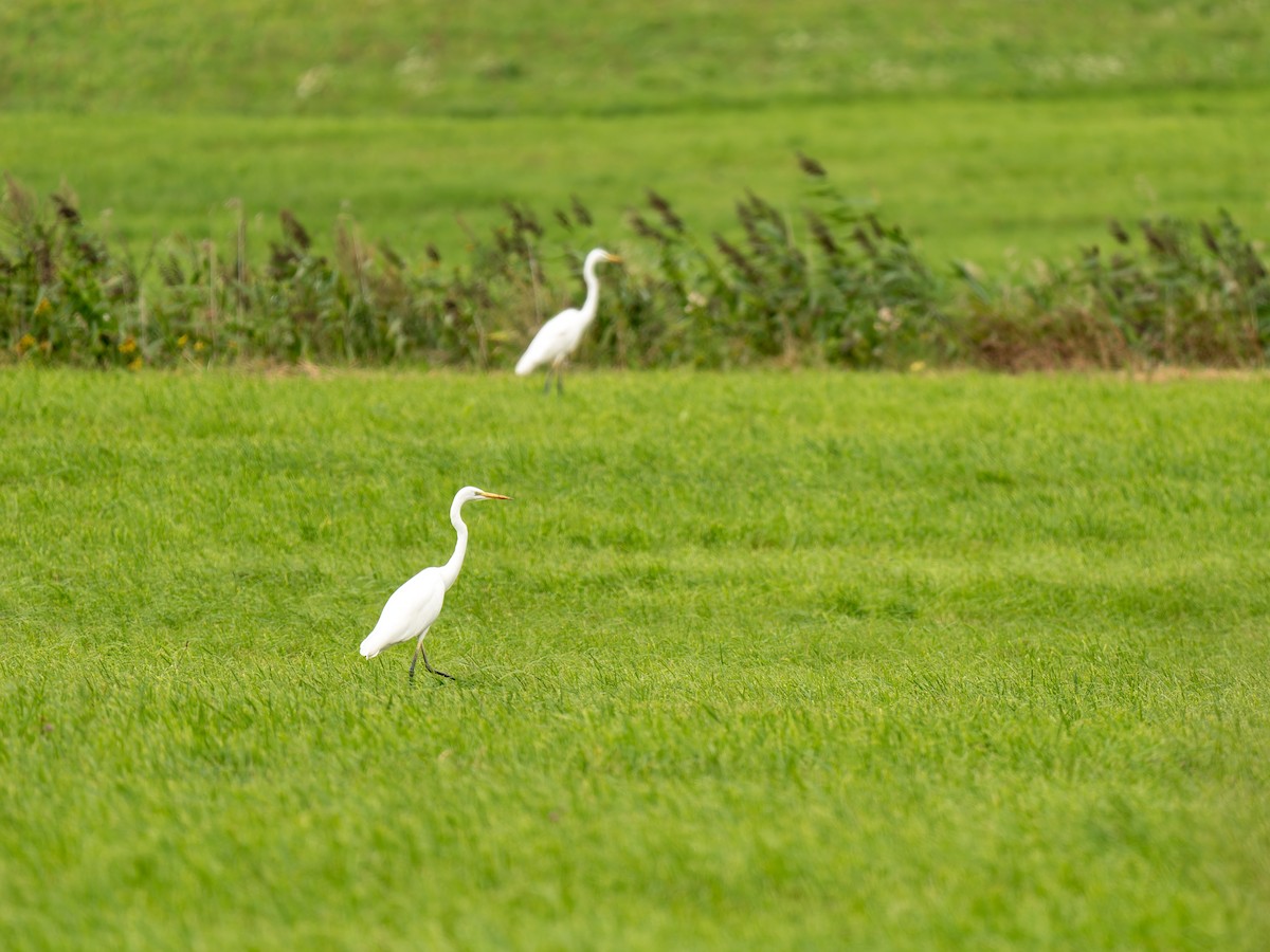Great Egret - ML640609666