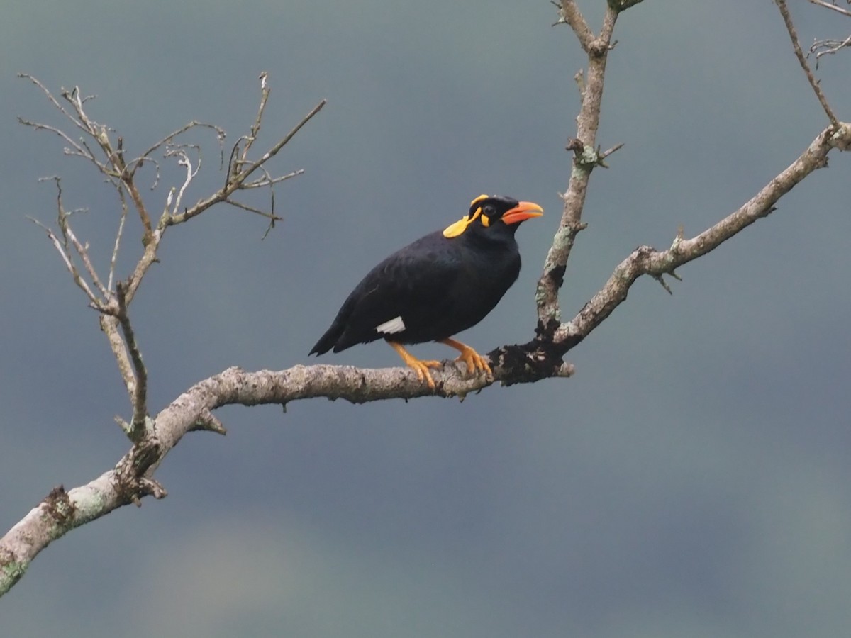 Southern Hill Myna - ML640609670