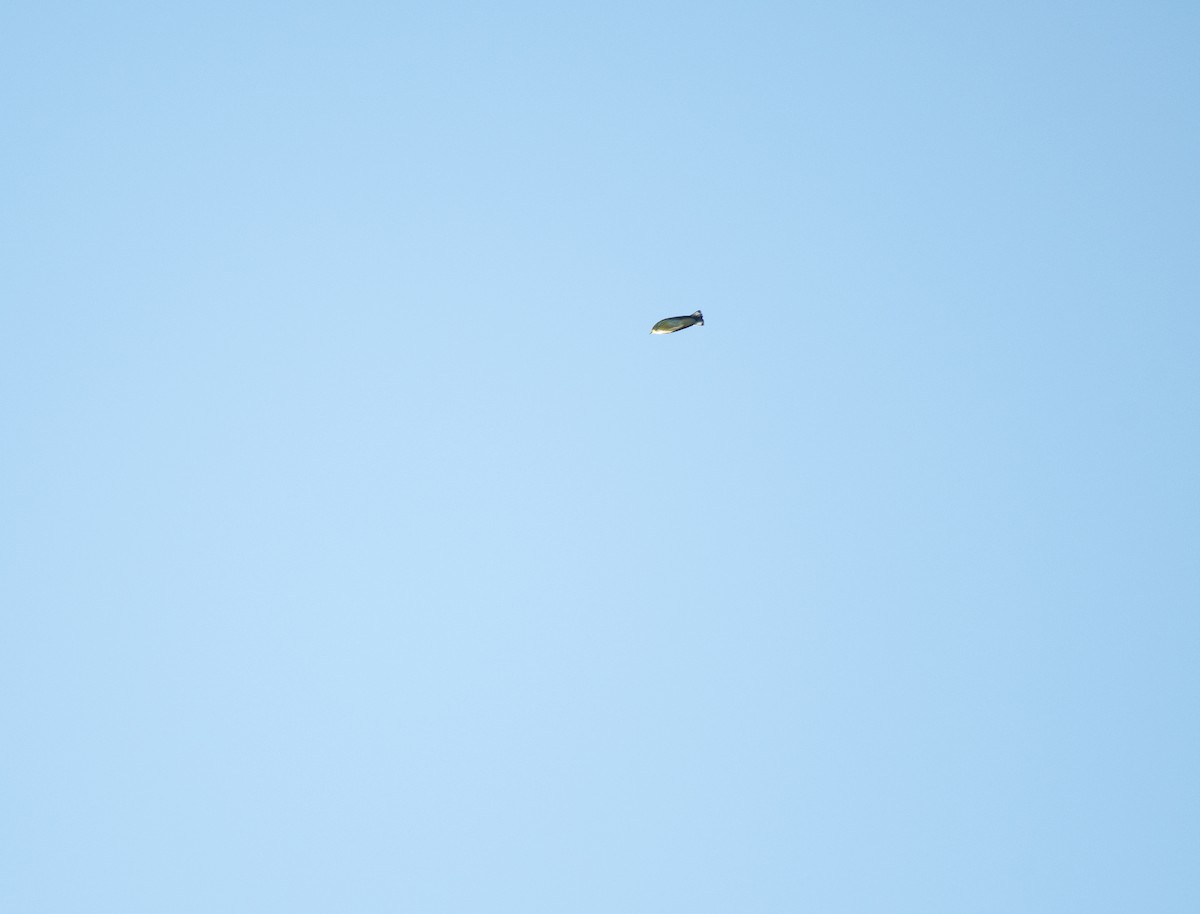 Cape May Warbler - ML640609731