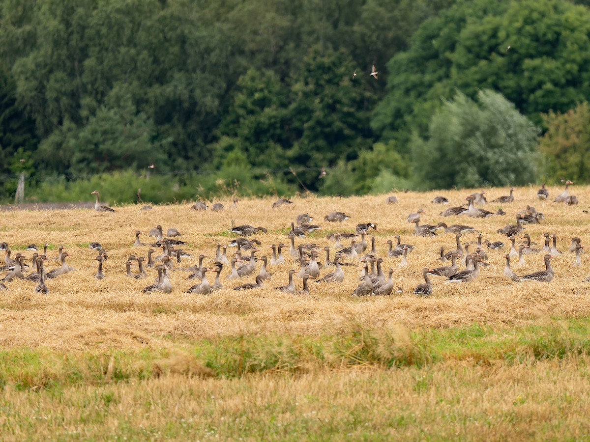 Graylag Goose - ML640609742