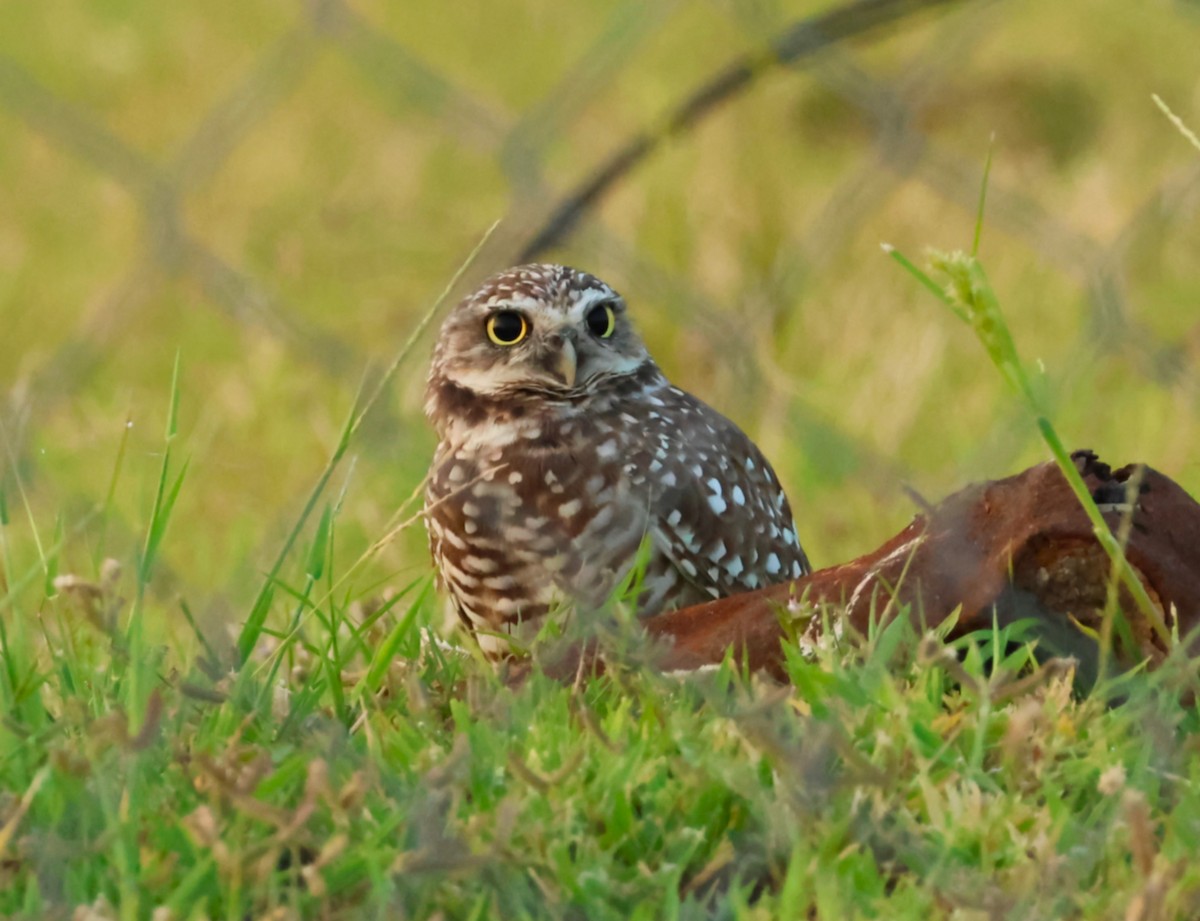 Burrowing Owl - ML640609750
