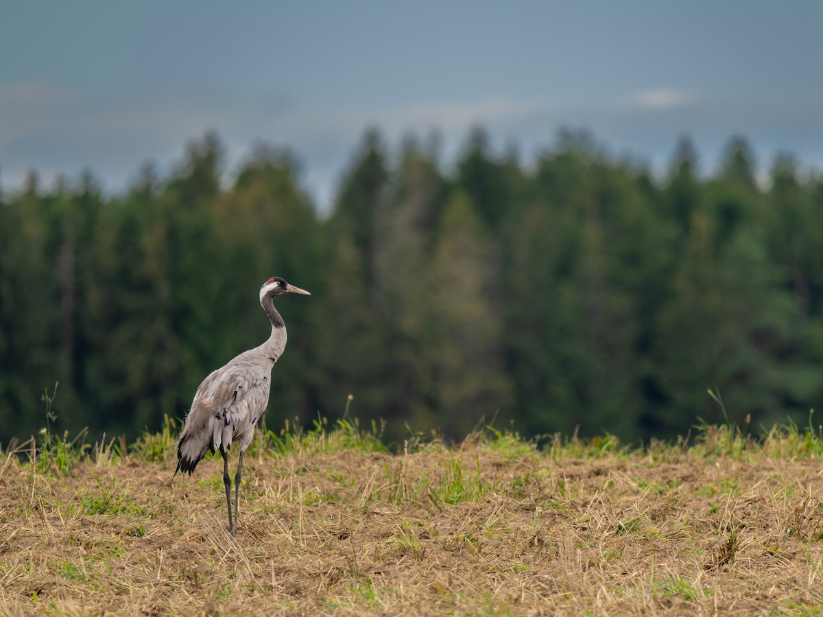 Common Crane - ML640609778