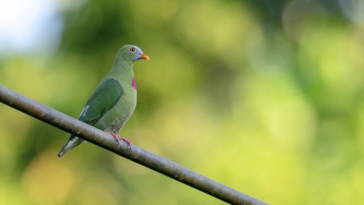 Claret-breasted Fruit-Dove - ML640609796
