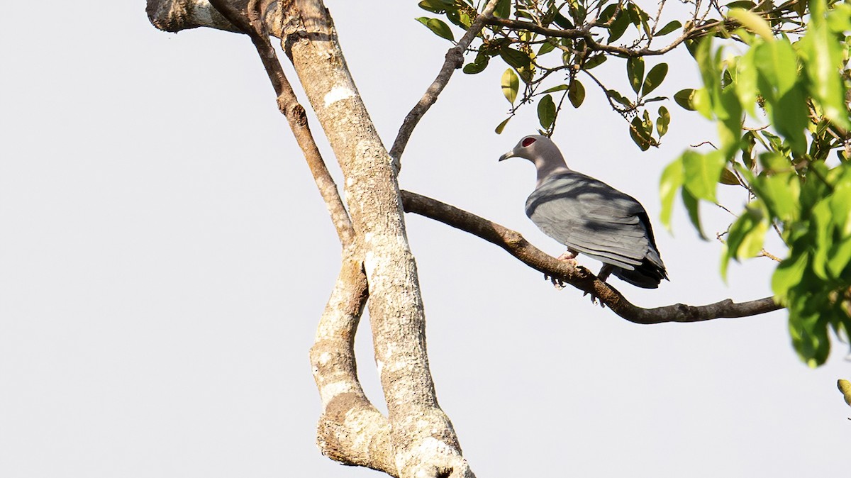 Pinon's Imperial-Pigeon - ML640609798