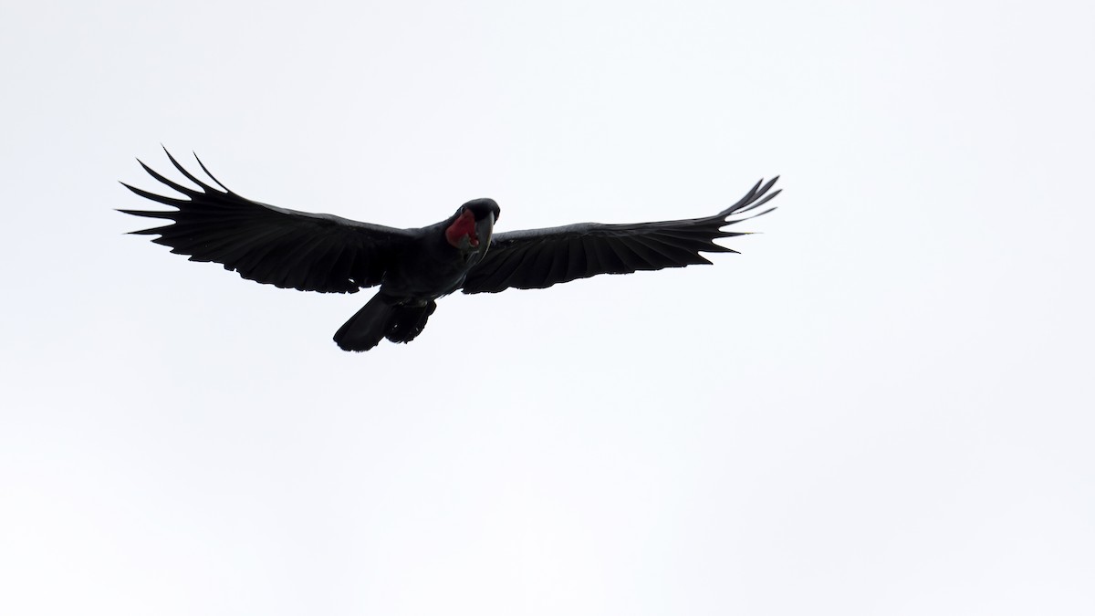 Cacatúa Enlutada - ML640609823