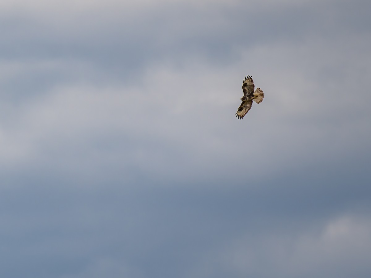 Common Buzzard - ML640609830
