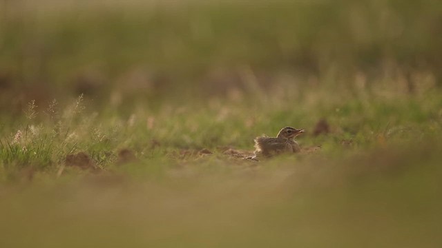 Paddyfield Pipit - ML640609834