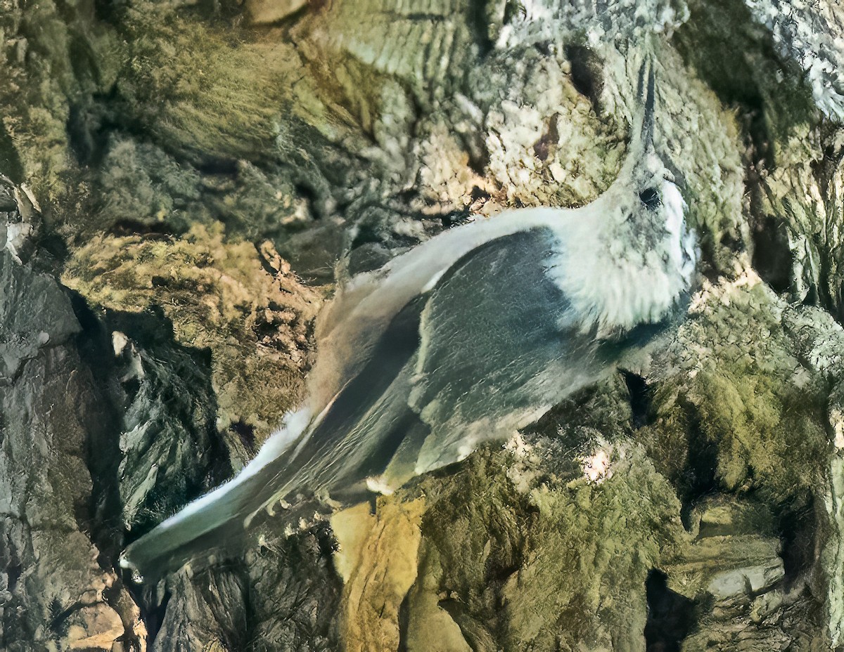 White-breasted Nuthatch - ML640609835
