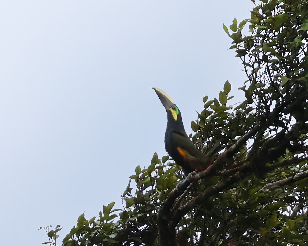 Yellow-eared Toucanet - ML640609865
