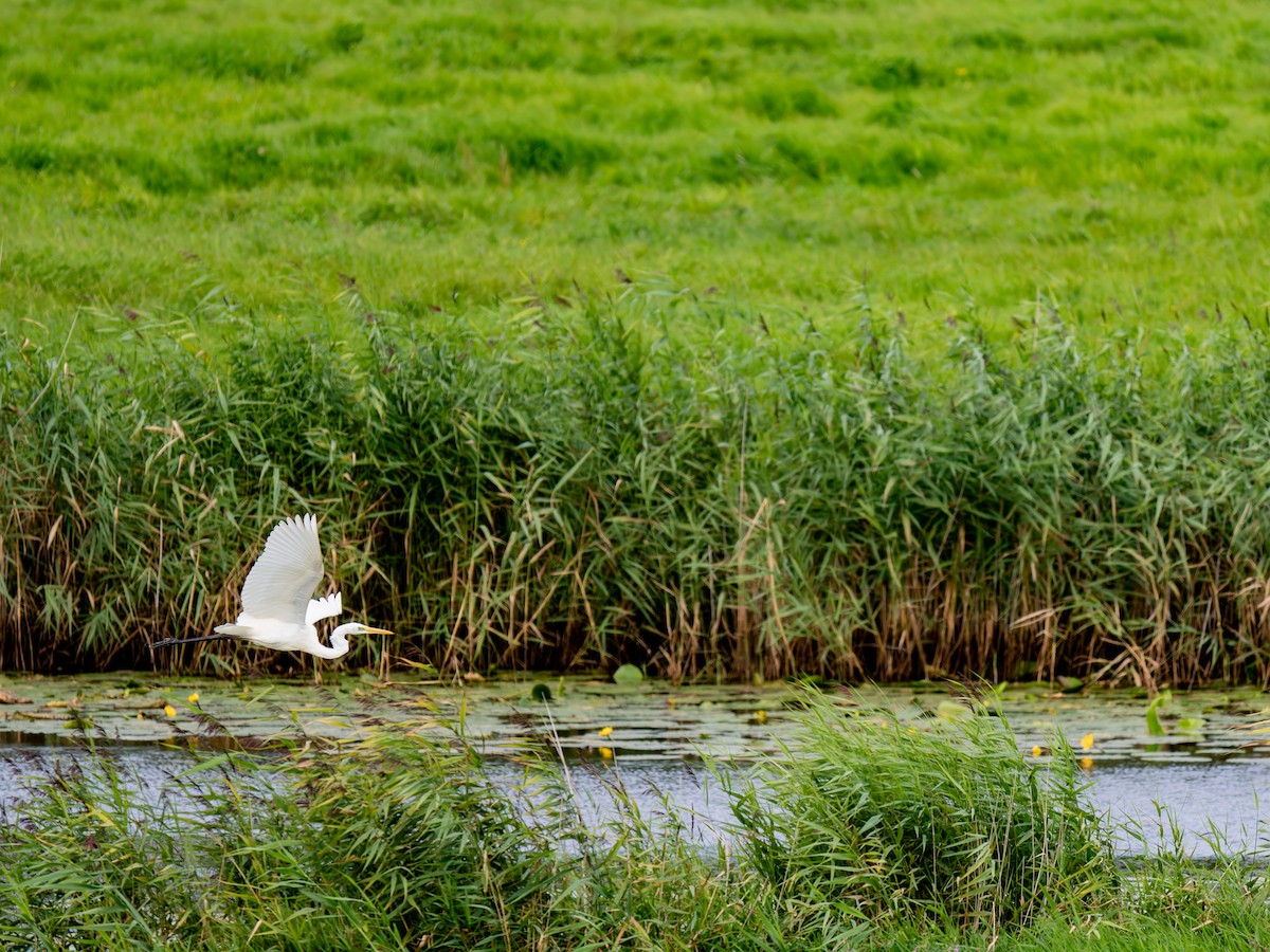 Great Egret - ML640609871