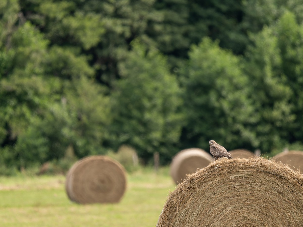 Common Buzzard - ML640609882