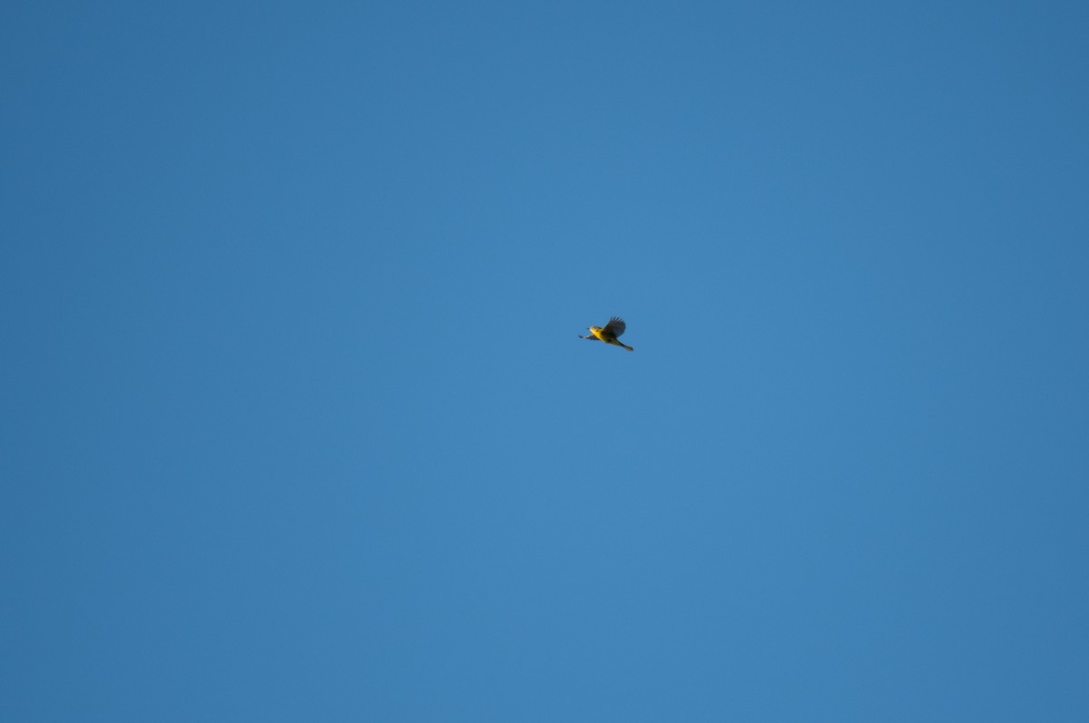 Prairie Warbler - ML640609889