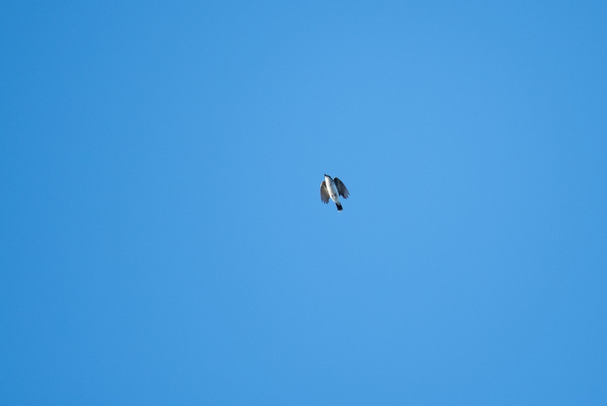 Eastern Kingbird - ML640609913