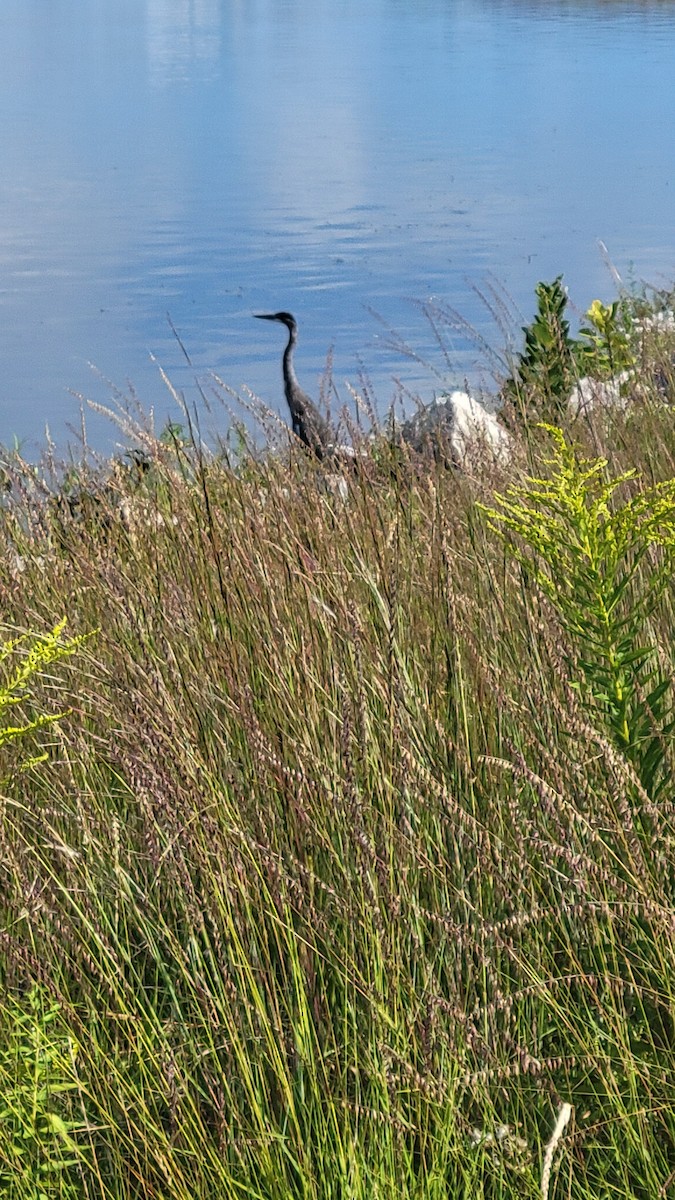 Great Blue Heron - ML640609937