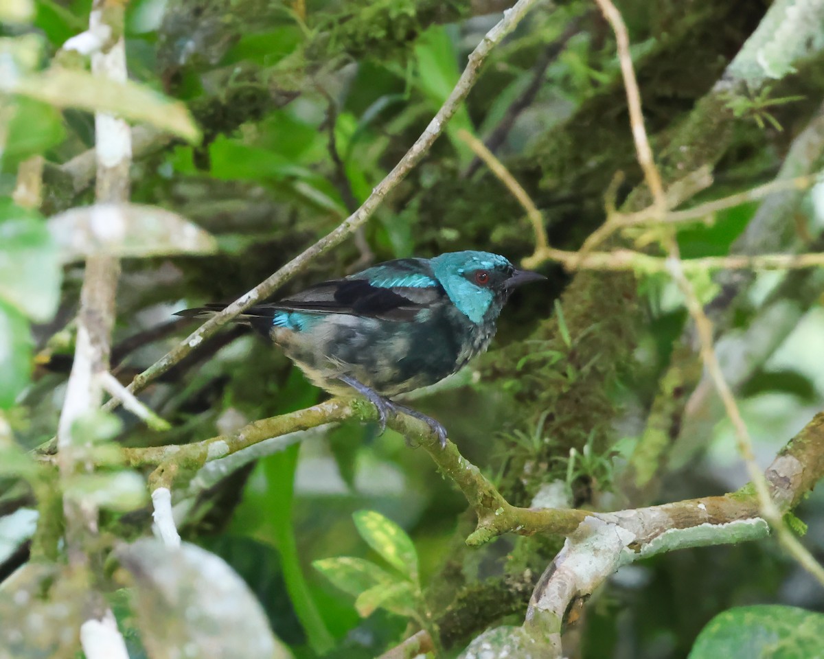 Scarlet-thighed Dacnis - ML640609956