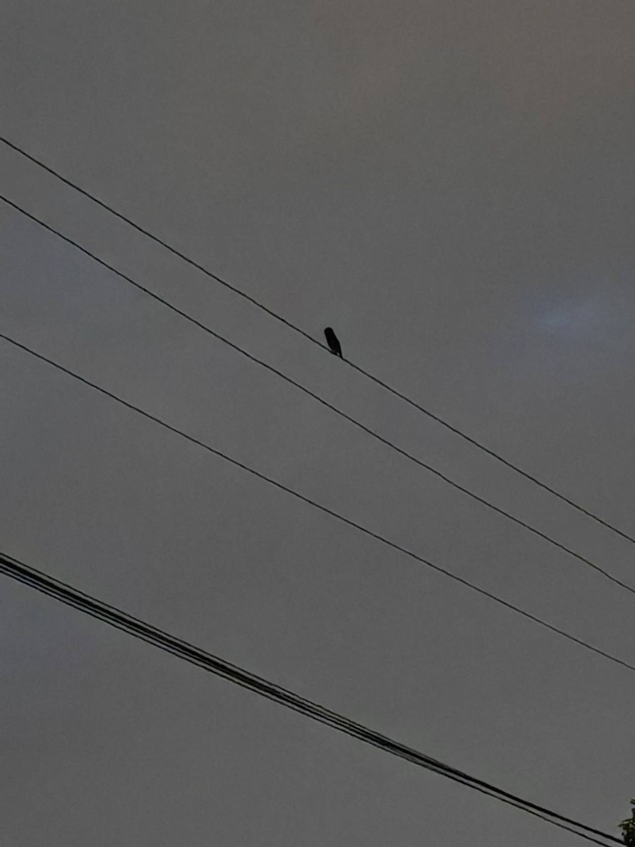 owl sp. - ML640609958