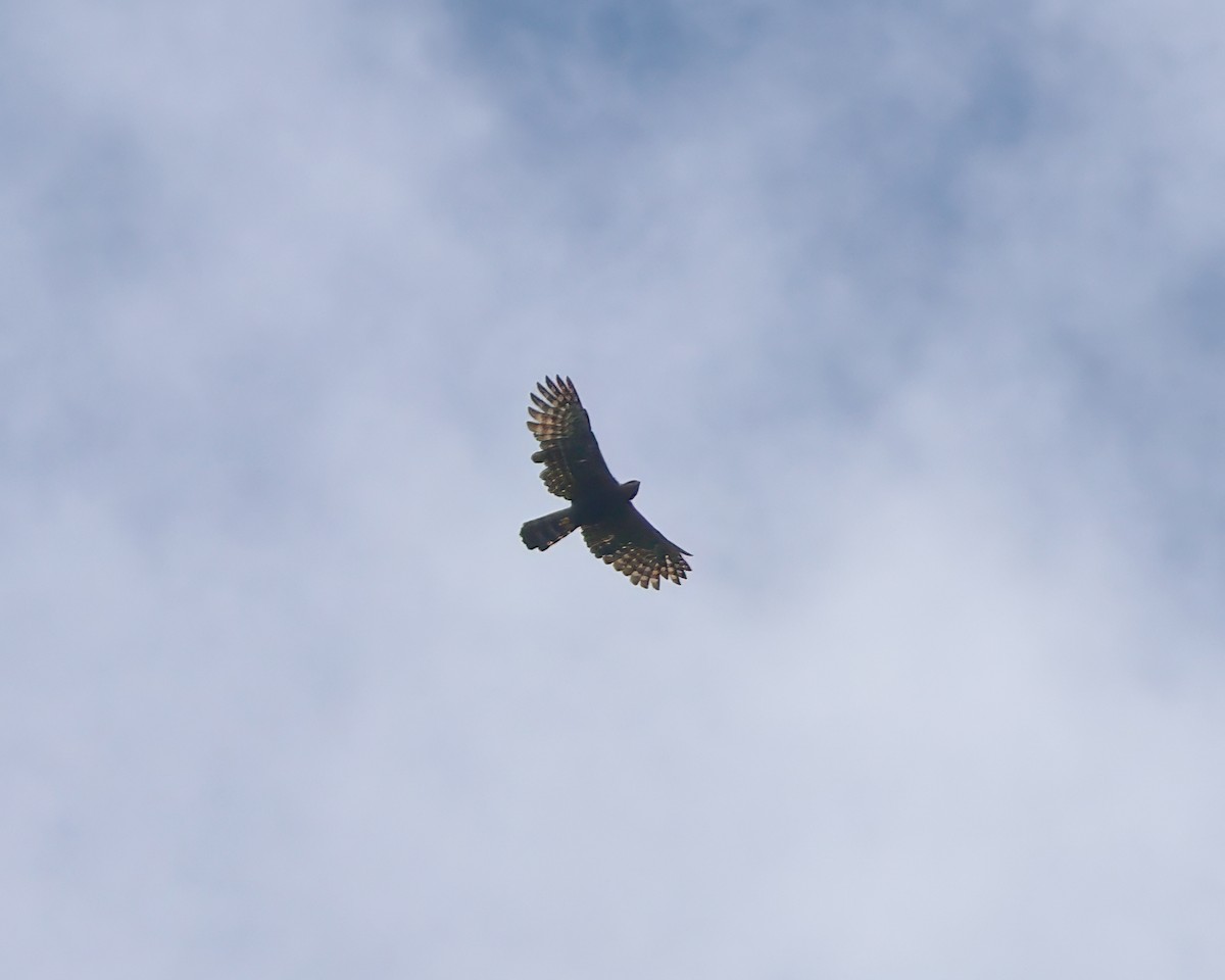 Black Hawk-Eagle - ML640609975