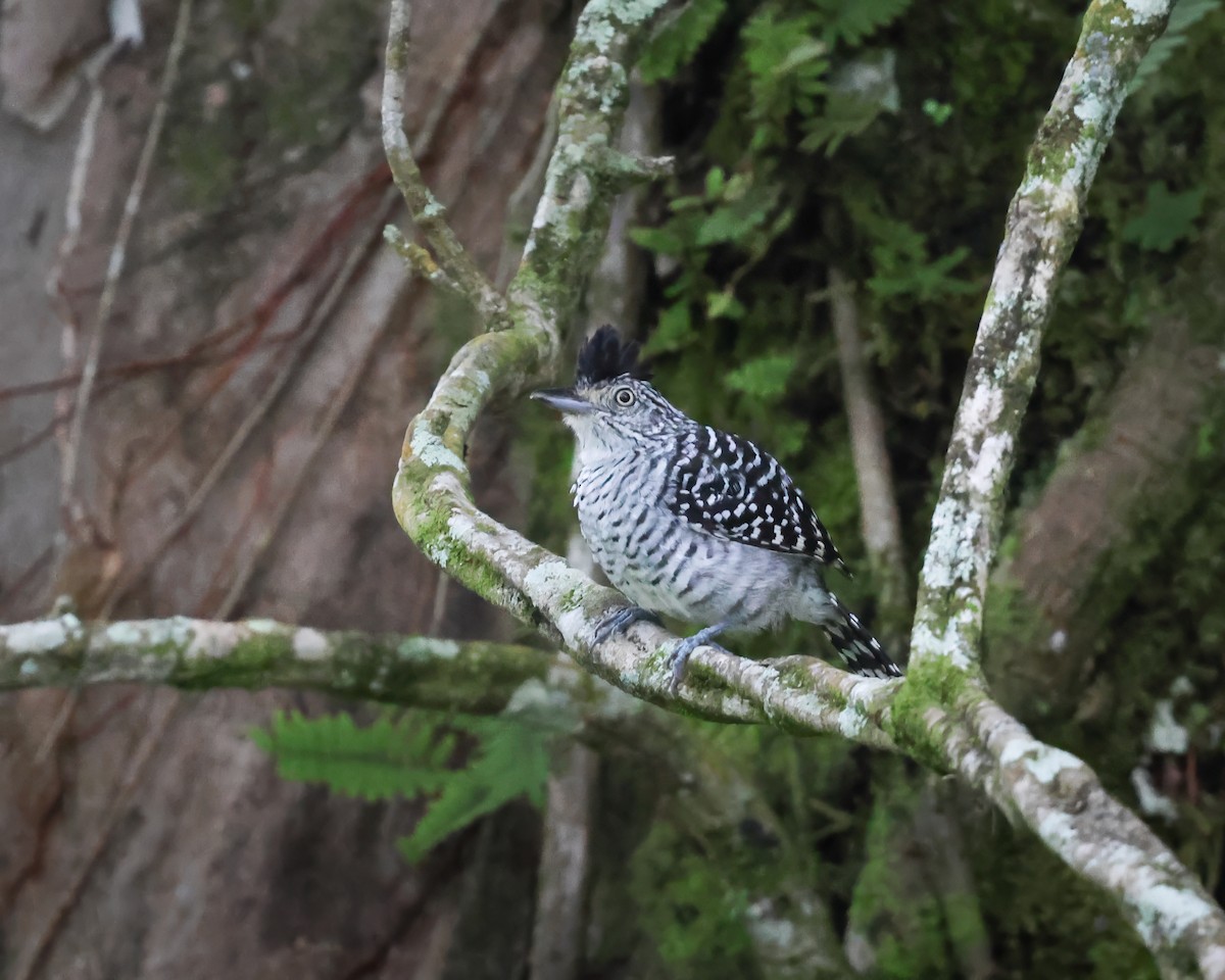 Barred Antshrike - ML640610004