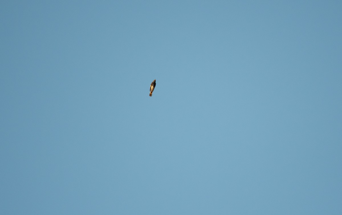 American Redstart - ML640610012