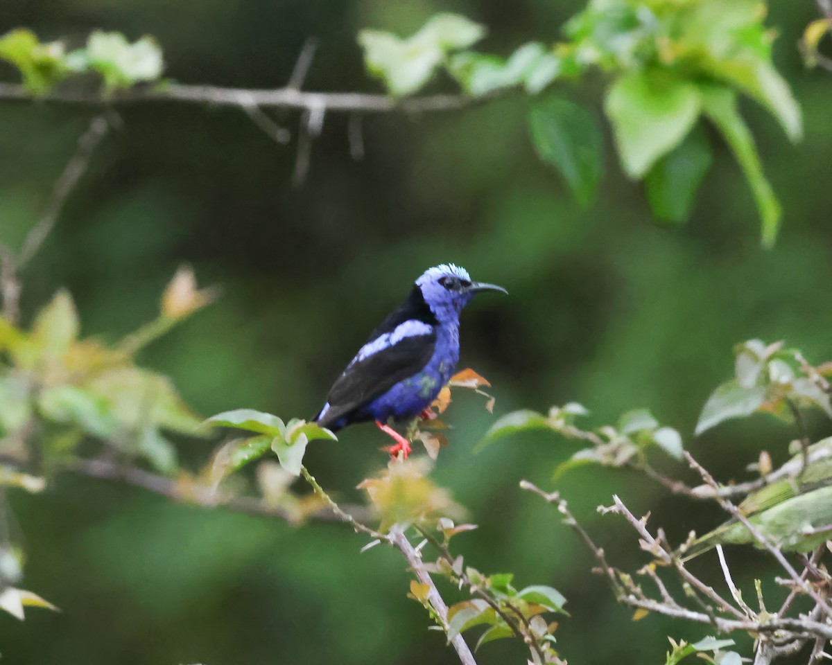 Red-legged Honeycreeper - ML640610014