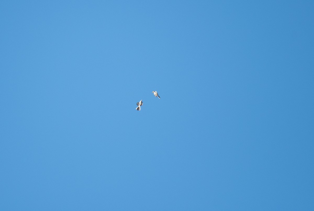 Blue-gray Gnatcatcher (Eastern) - ML640610062