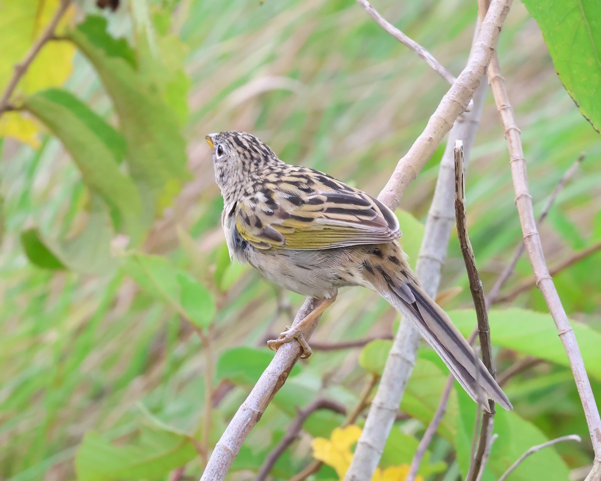 Wedge-tailed Grass-Finch - ML640610067