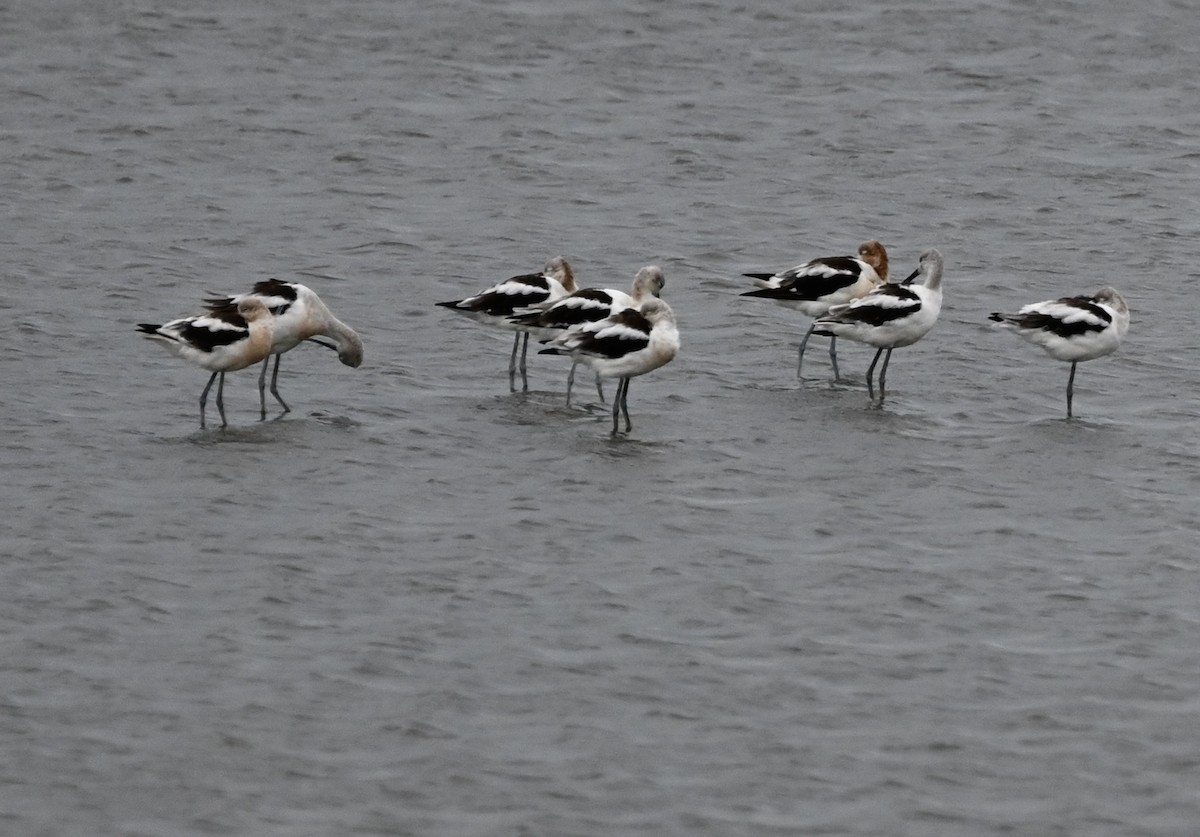 American Avocet - ML640610083