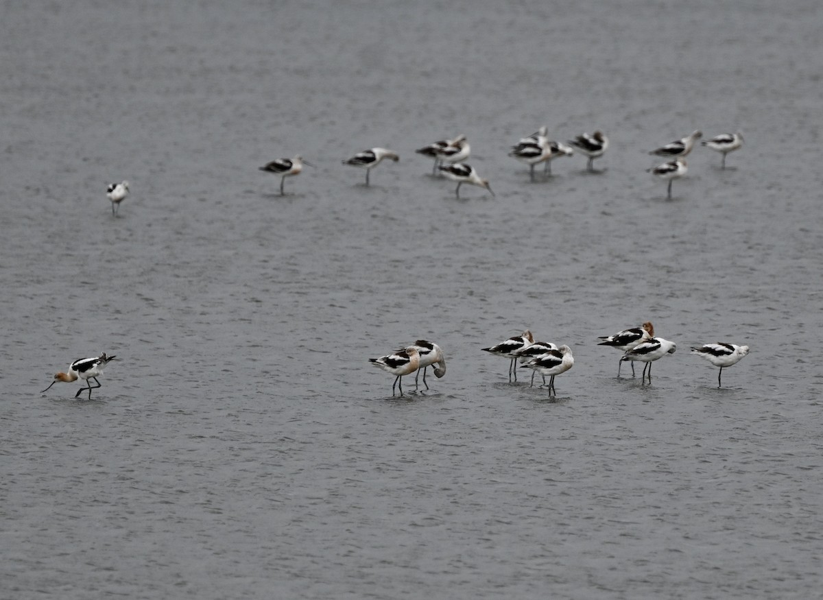 American Avocet - ML640610084