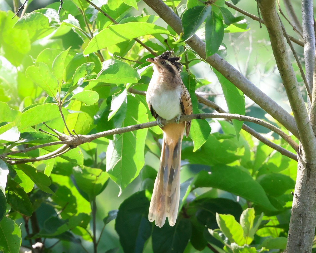Striped Cuckoo - ML640610106