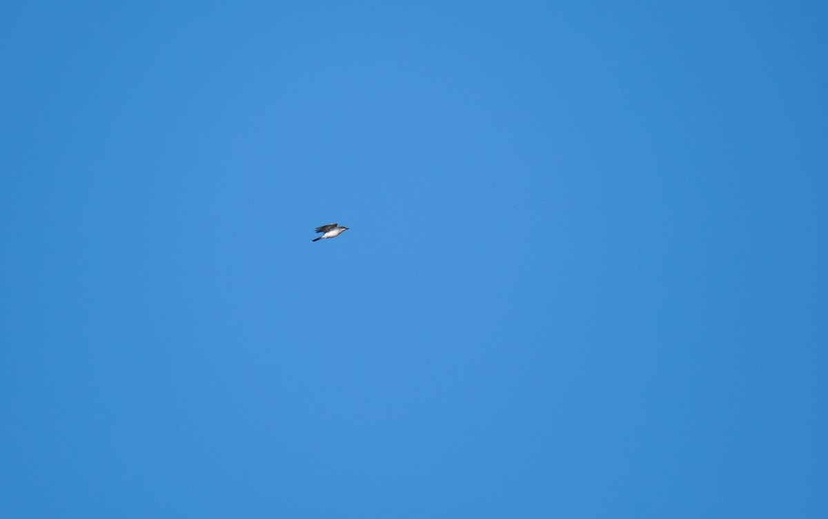 Eastern Kingbird - ML640610112