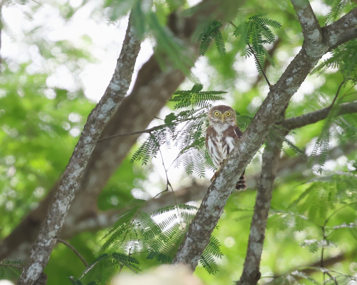 Ferruginous Pygmy-Owl - ML640610132