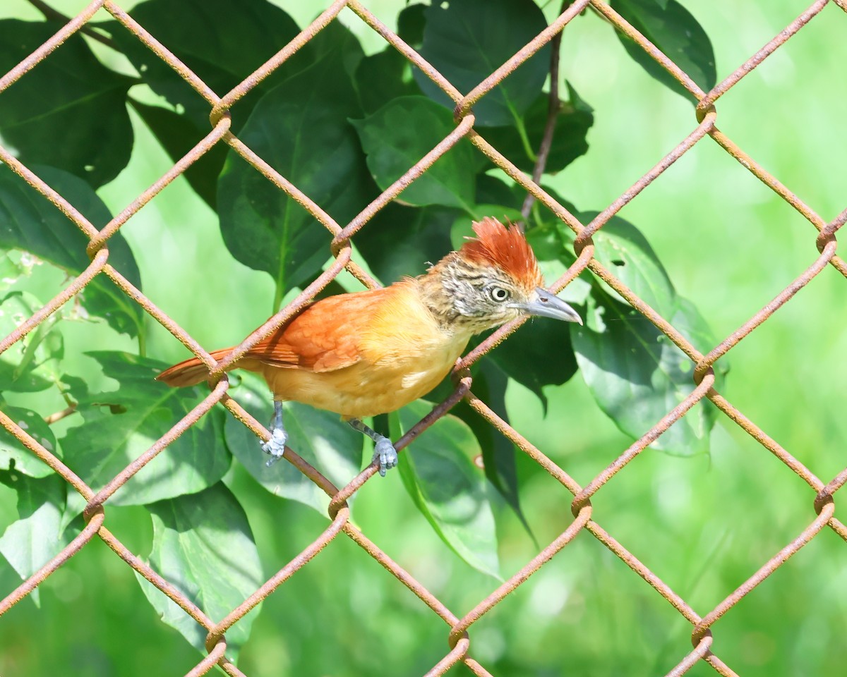 Barred Antshrike - ML640610135
