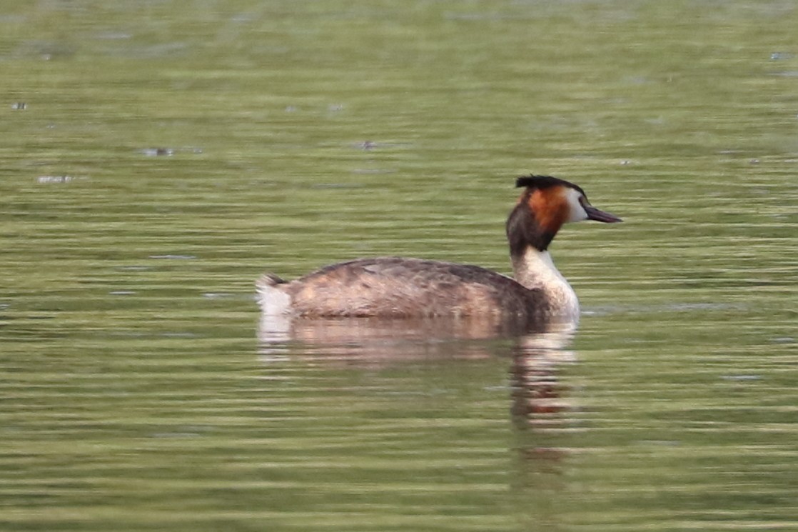 Great Crested Grebe - ML640610163