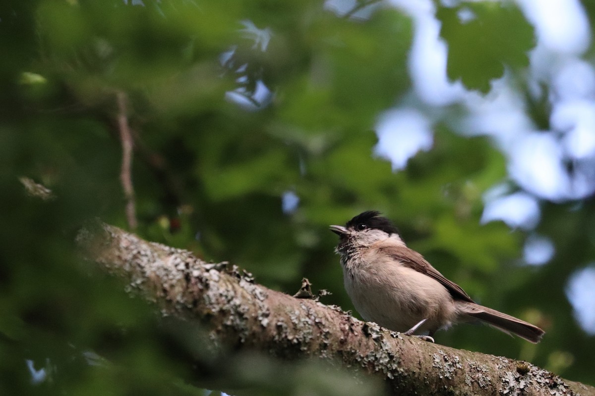 Kaskabeltz txikia - ML640610171