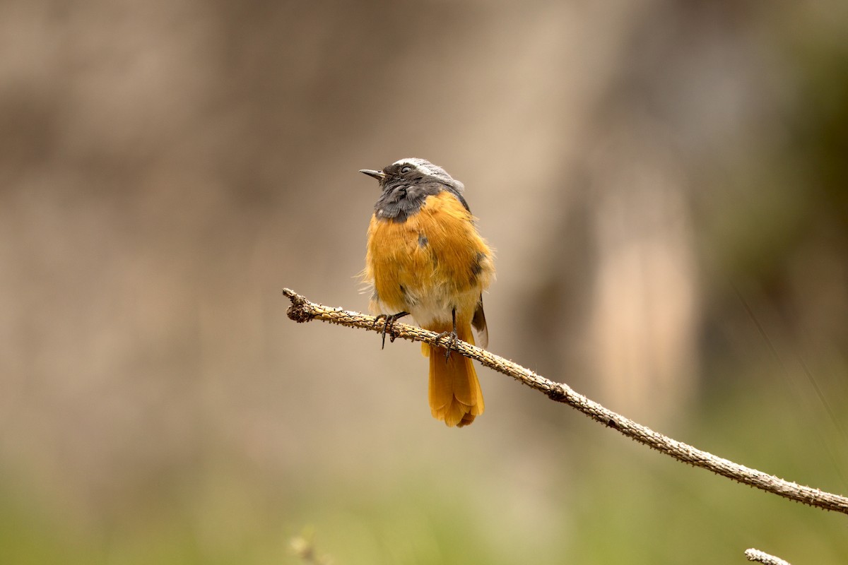 Hodgson's Redstart - ML640610174