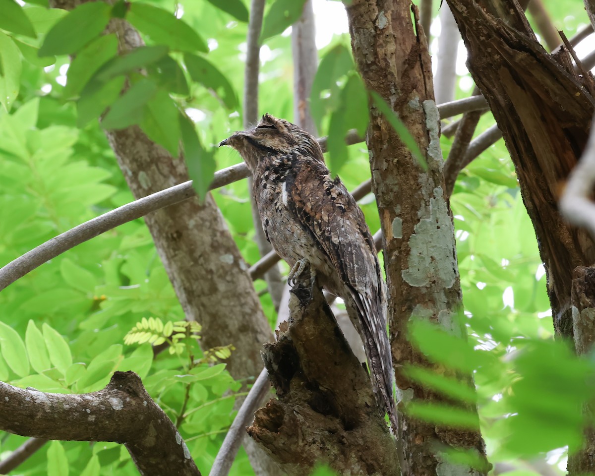 Common Potoo - ML640610183