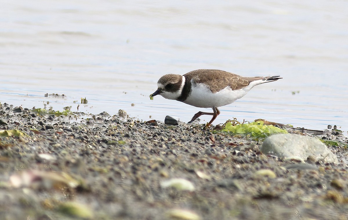 Semipalmated Plover - ML640610188