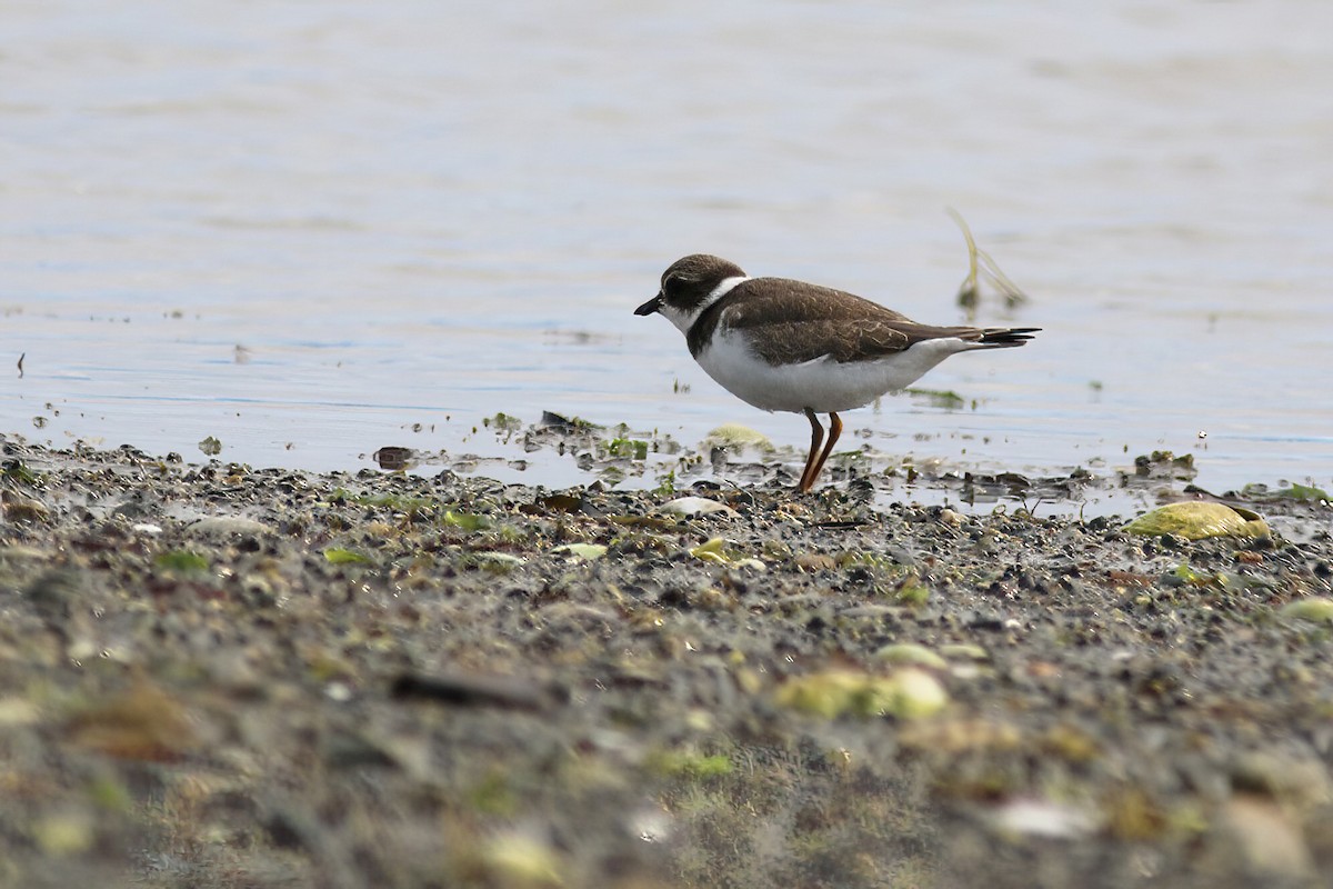 Semipalmated Plover - ML640610189