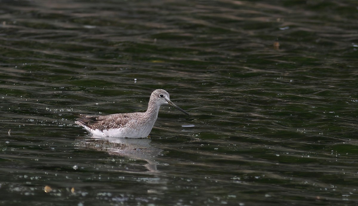 Greater Yellowlegs - ML640610294