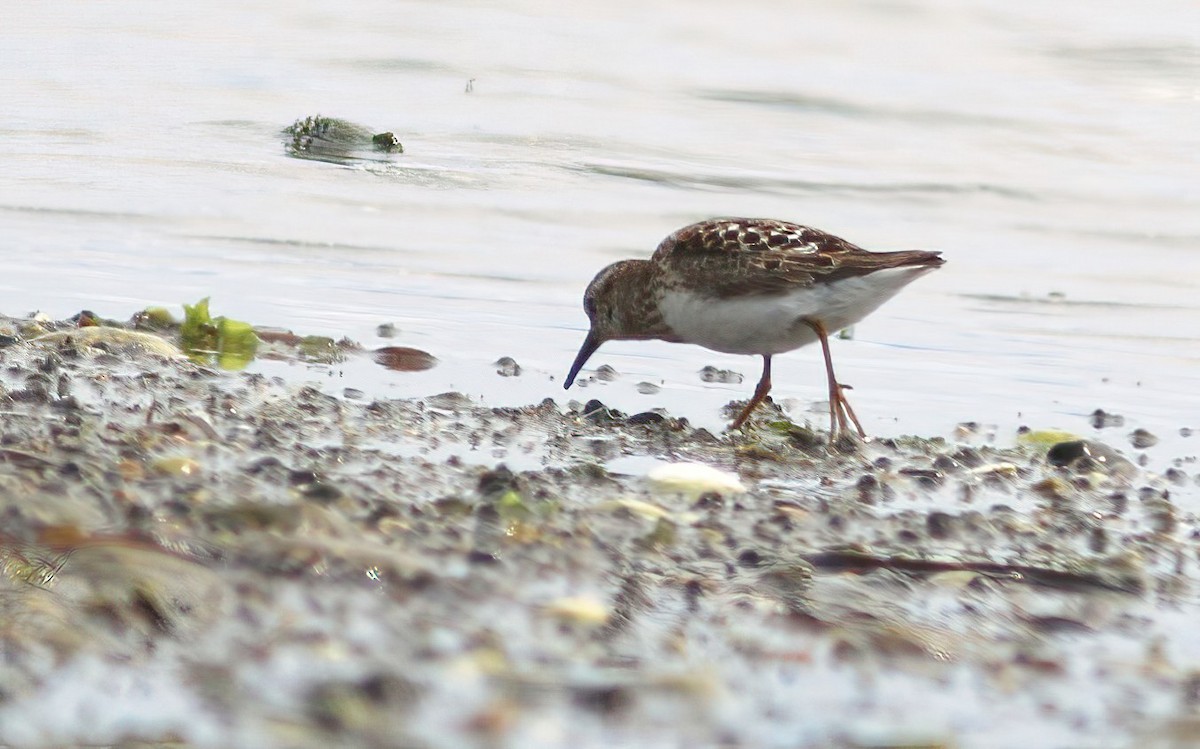 Least Sandpiper - ML640610304