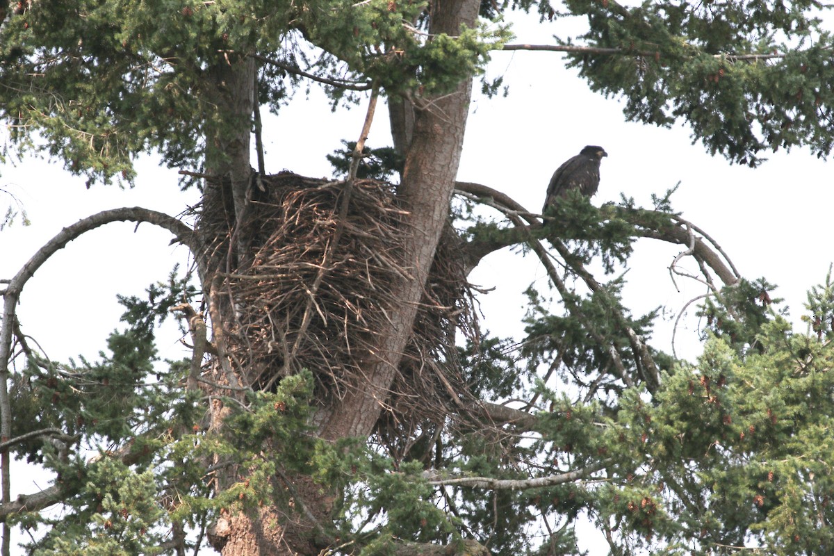 Bald Eagle - ML640610313
