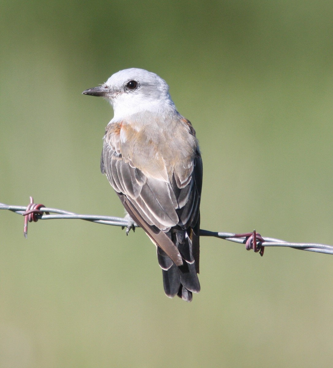 Scissor-tailed Flycatcher - ML640610329