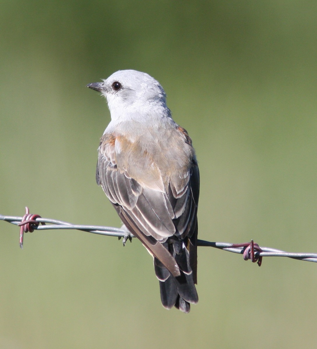 Scissor-tailed Flycatcher - ML640610330