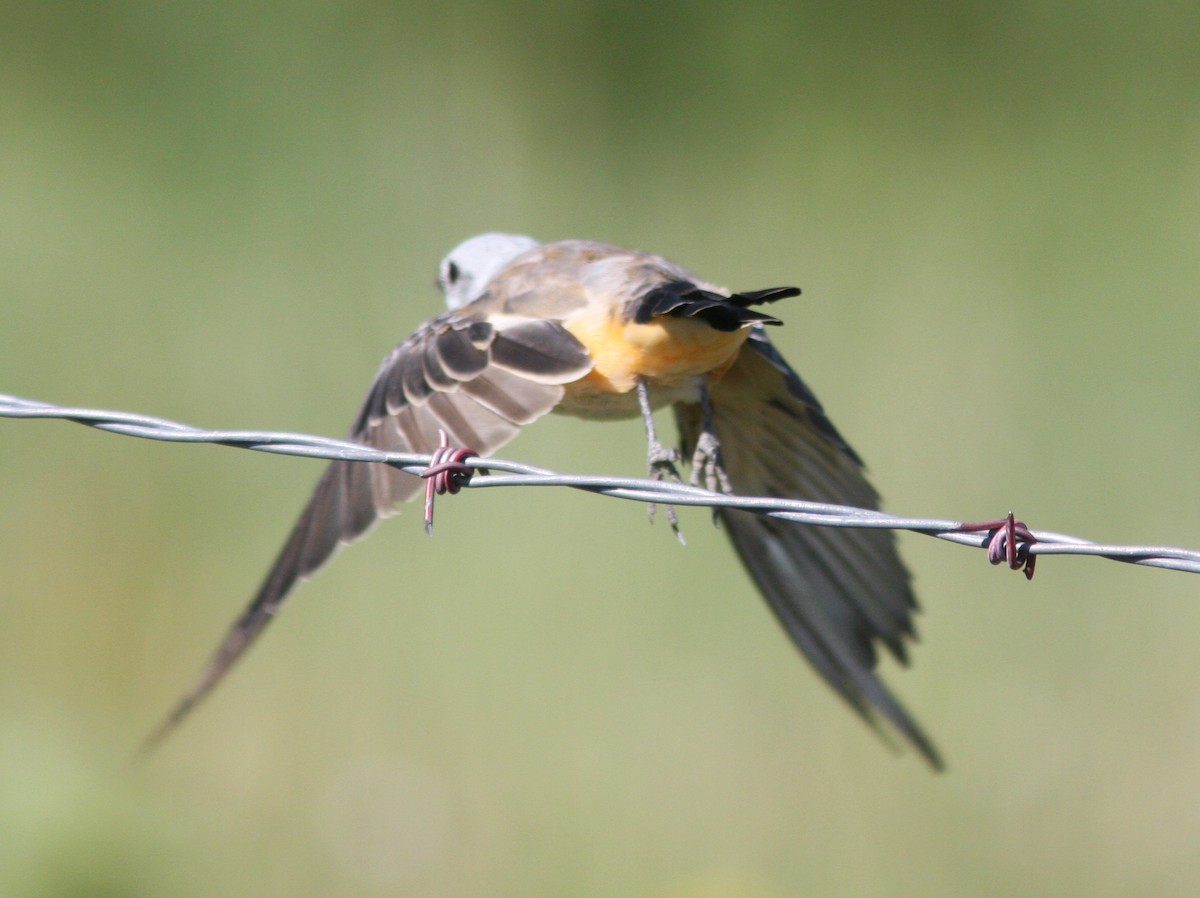 Scissor-tailed Flycatcher - ML640610331