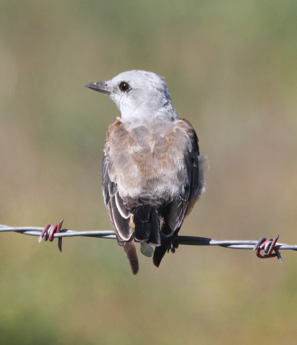 Scissor-tailed Flycatcher - ML640610332