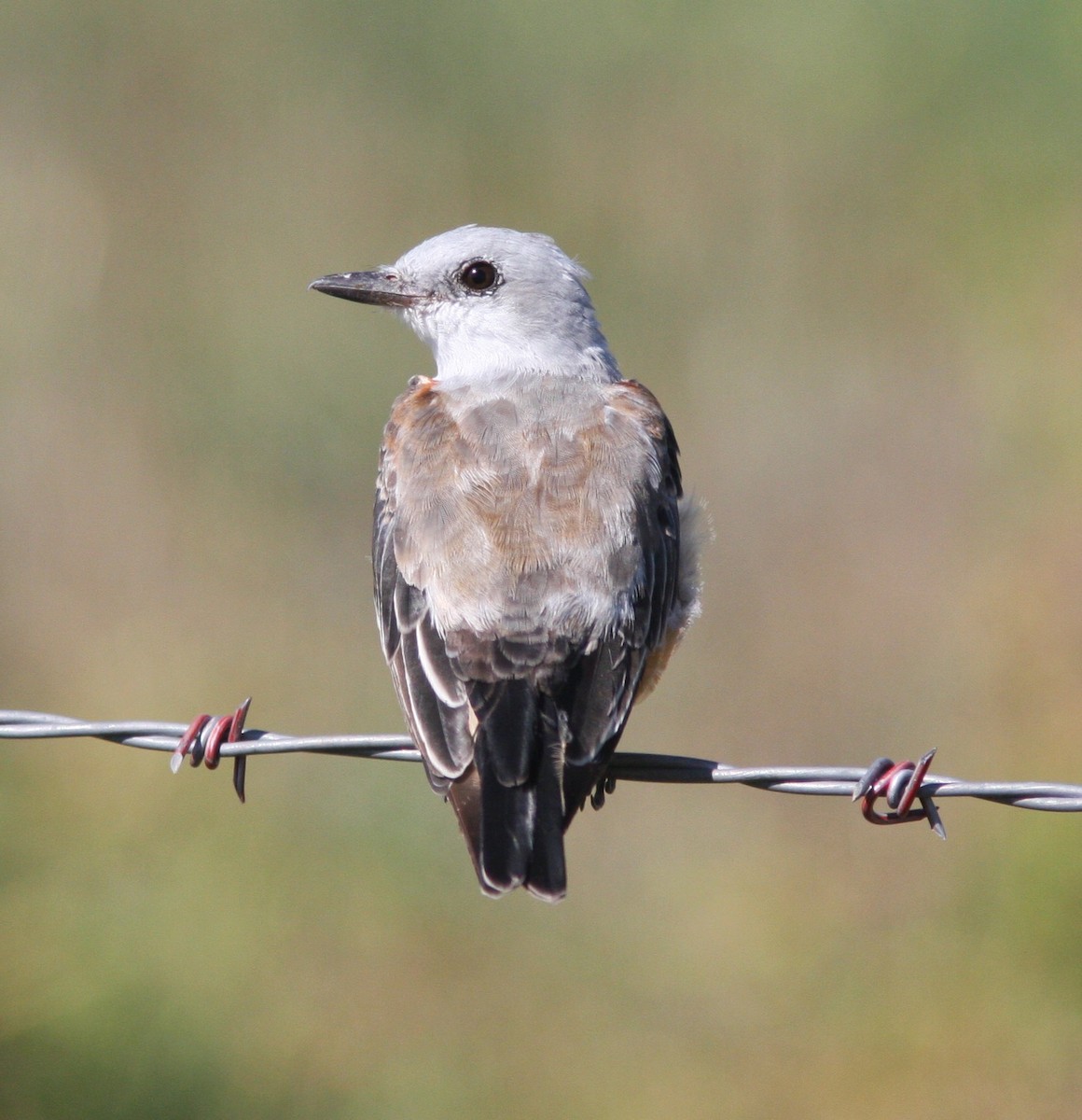 Scissor-tailed Flycatcher - ML640610333