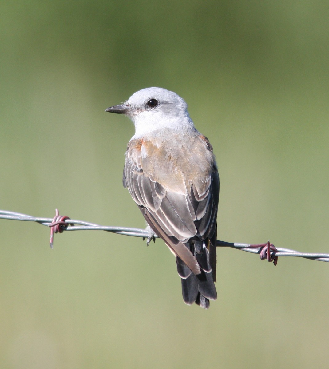 Scissor-tailed Flycatcher - ML640610334